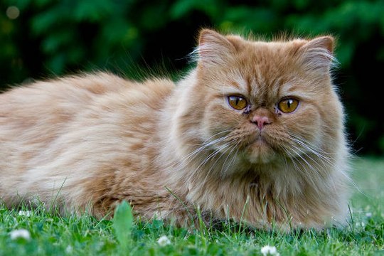 Top 10 des races de chats les plus mignons