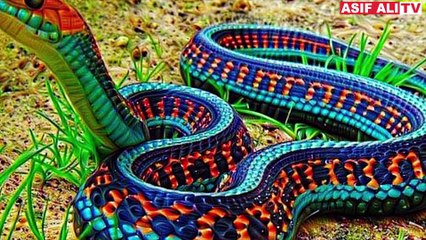 Five Most Beautiful Snakes in the World