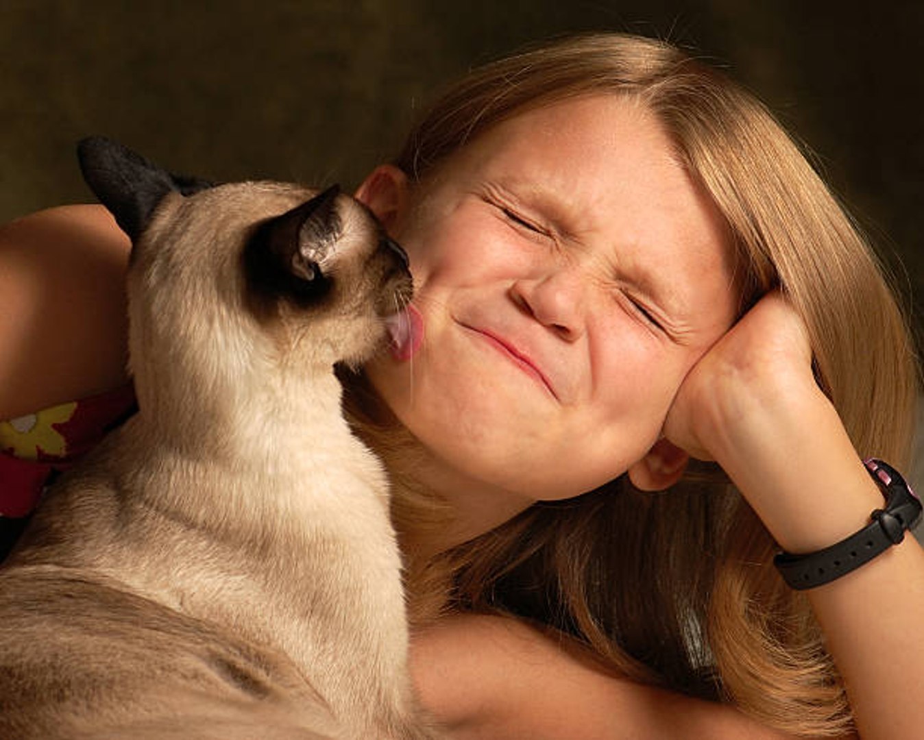 Top 10 Des Races De Chats Les Plus Calins Video Dailymotion