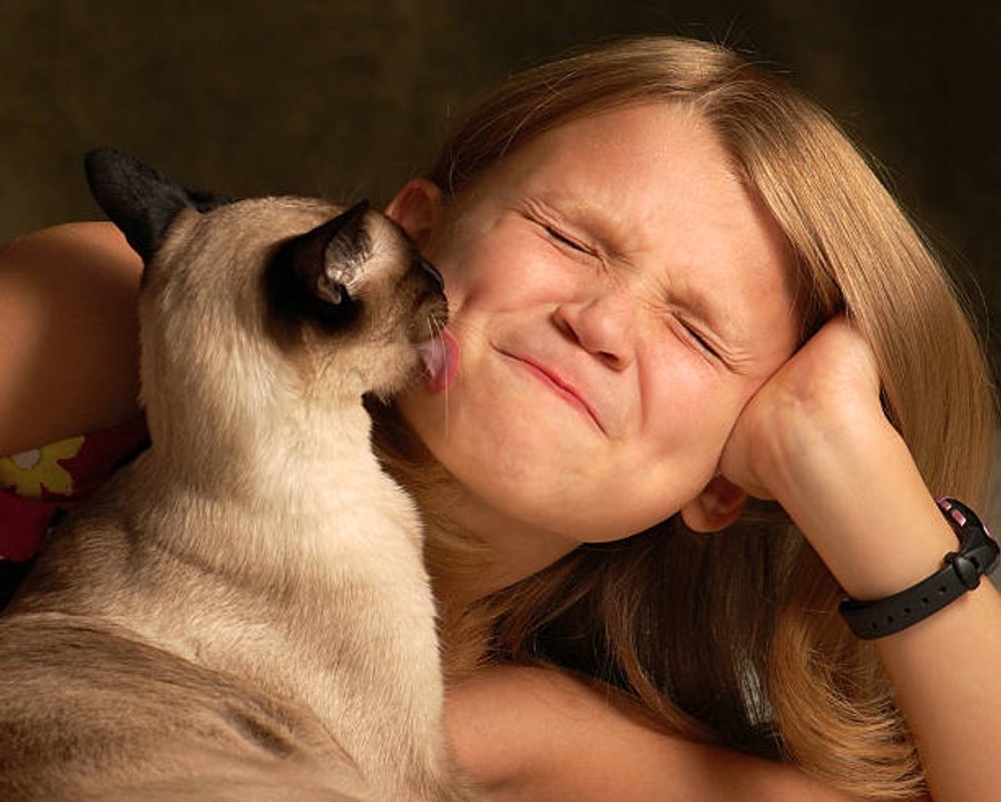 Top 10 des races de chats les plus câlins