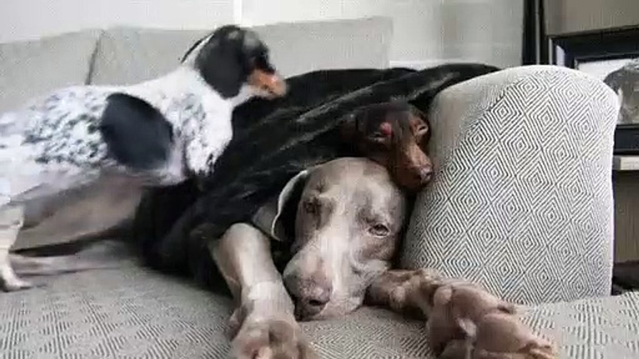 Quand il y a une réunion de famille entre chiens, voici ce que ça donne. Tellement mignon !