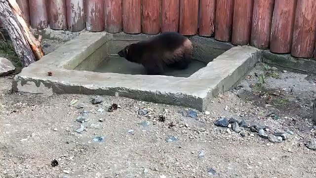 Cet ours est tellement propre qu'il ne mange que de la viande propre. Adorable !