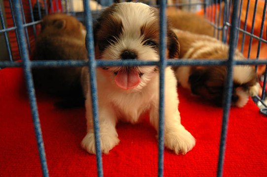 La provenance des animaux vendus en animalerie revue dans certains pays