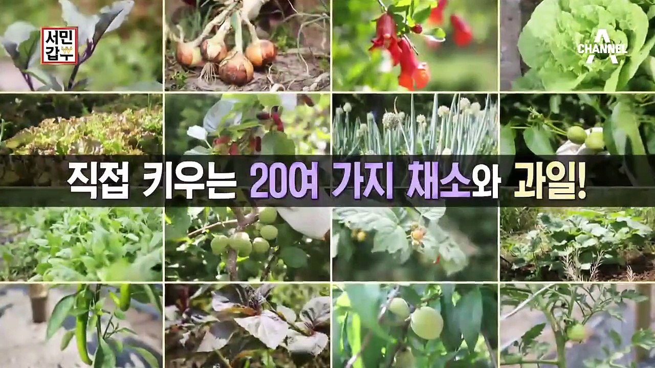 메밀 국수 고명에 올릴 채소를 텃밭에서 직접 재배한다는 갑부의 대단한 정성♥