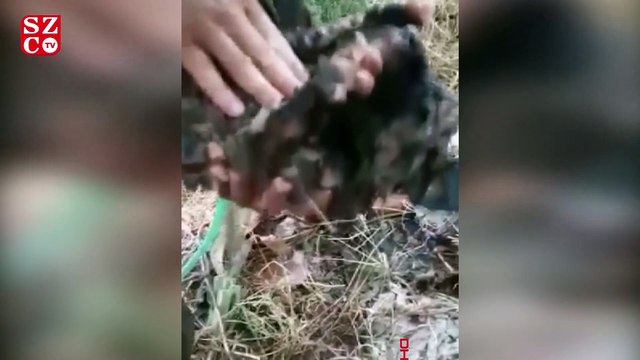 Sel sularına kapılan yavru köpekleri boğulmaktan kurtardı