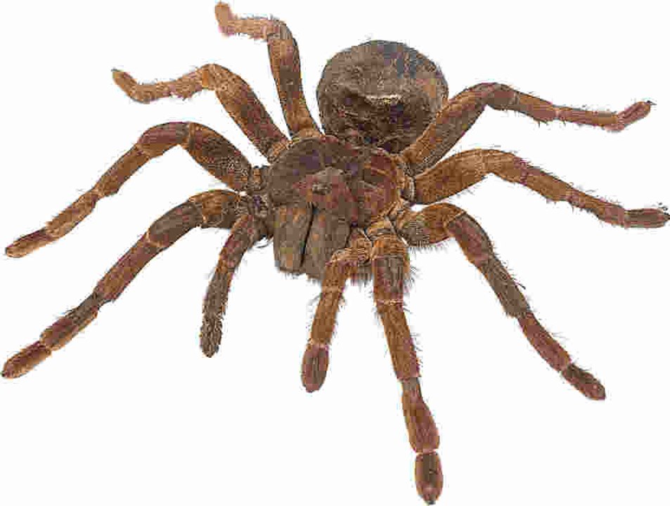 L'araignée Goliath : la plus grosse mygale du monde - Vidéo Dailymotion