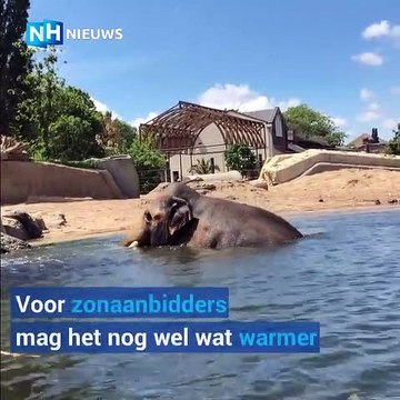 De bons moments entre une maman éléphant et son petit qui prennent un bain ensemble. Trop cute !!