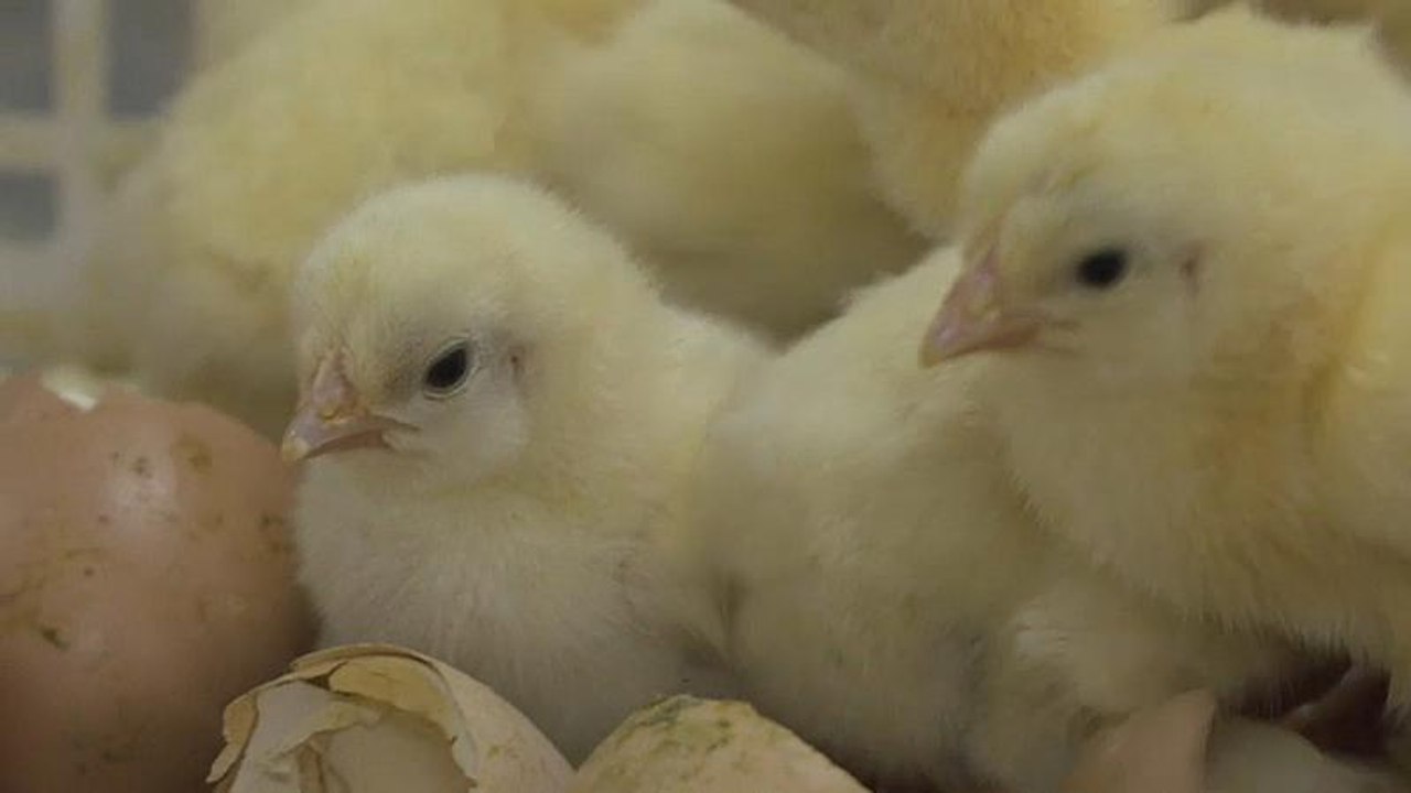 Tierschützer empört: Kükenschreddern weiter erlaubt