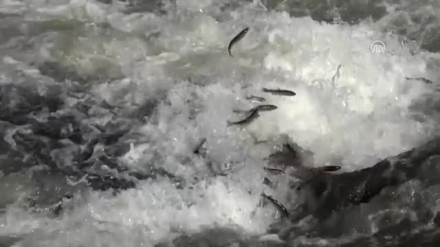 Van'da inci kefali göçü devam ediyor