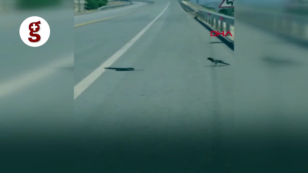 Saksağanın yılan avı kamerada