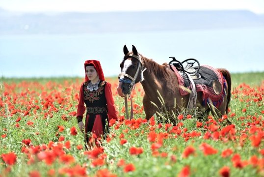 Gelincik tarlaları doğal fotoğraf stüdyosuna dönüştü