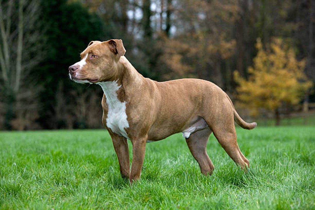 L'American Staffordshire Terrier : un chien dit "dangereux" mais aux nombreuses qualités