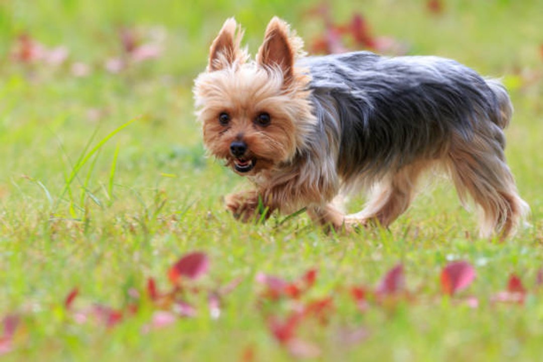 Le Yorkshire Terrier : un chien au caractère bien trempé mais d'une loyauté sans faille
