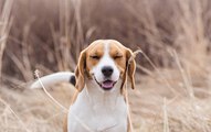 Le Beagle : à la fois chien de chasse et excellent chien de compagnie