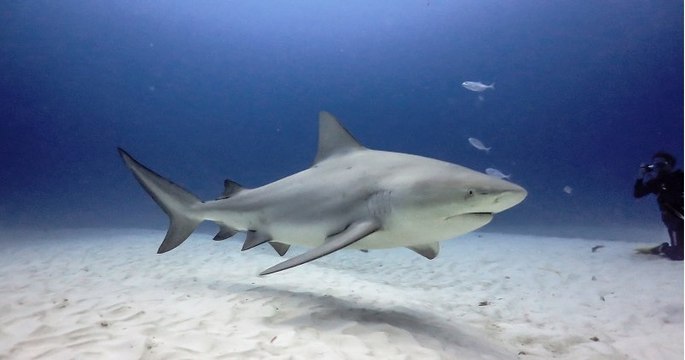 Une vingtaine de requins bouledogues vont être abattus, après deux attaques en Nouvelle-Calédonie