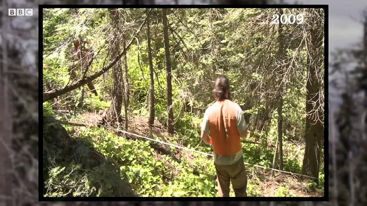What's killing Yosemite's trees - BBC News