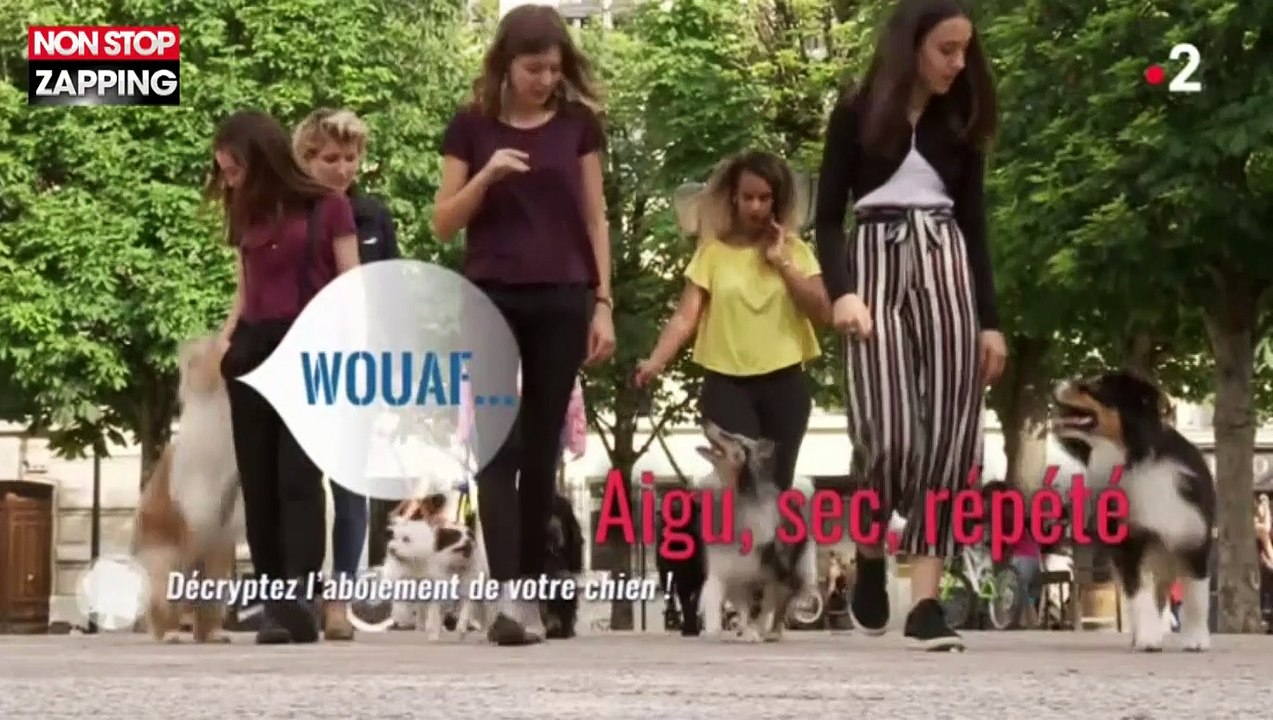 C'est au programme : Découvrez la signification des aboiements des chiens (vidéo)
