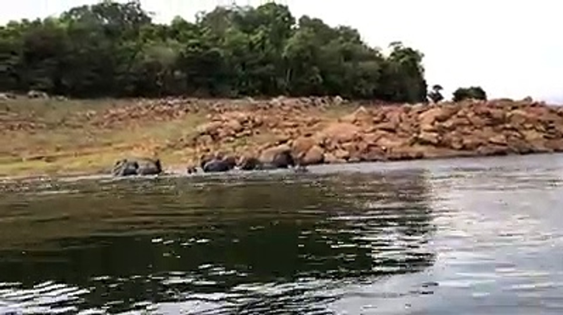 ⁣Counting Emerging Elephants