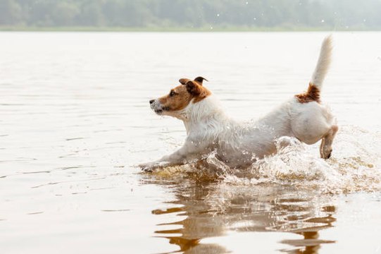 Activité canine : les besoins éthologiques du chien