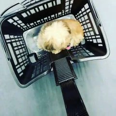 Cet adorable chiot ne veut pas sortir du panier !!