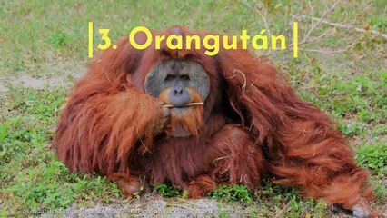 Los 5 animales más inteligentes del mundo