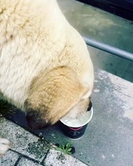 Quand un chien boit de l'eau dans une tasse. Regardez !