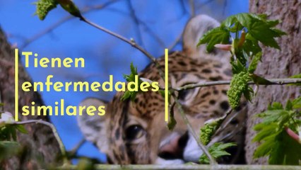 8 datos sobre los felinos