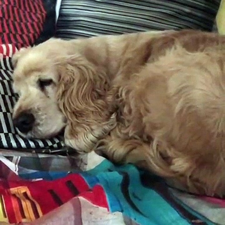 Trop Mignon ! Cette chienne dort d'une adorable manière.