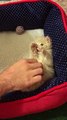 Hands up! Kitten has most adorable reaction to being tickled