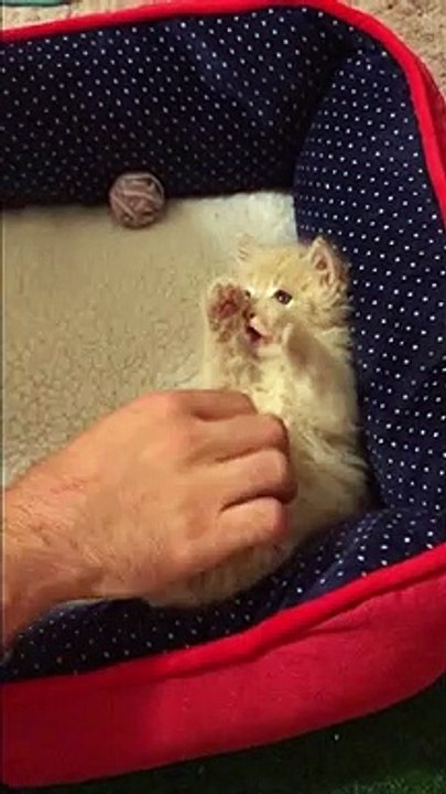 Hands up! Kitten has most adorable reaction to being tickled