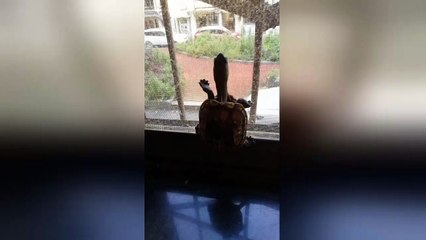 'Spider-tortoise' tries to escape house by climbing up window screen in China