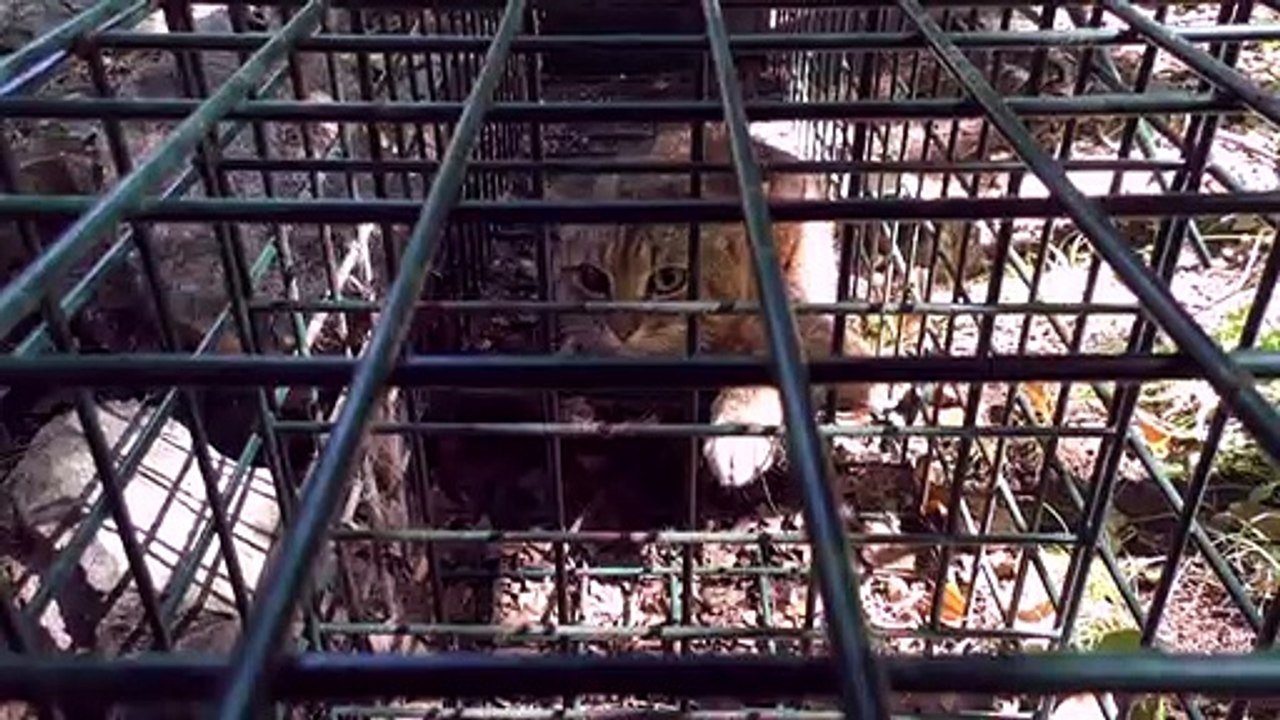 Sur les traces du "chat-renard", très discret félin de Corse