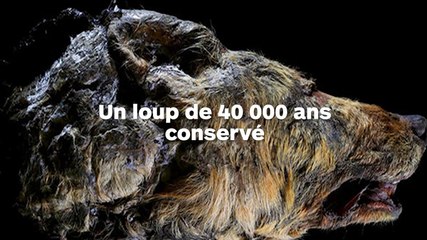 Une tête de loup datant de 40 000 ans retrouvée intacte congelée dans de la glace !