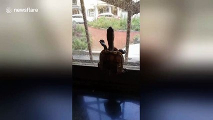 'Spider-tortoise' attempts to climb up window screen in China