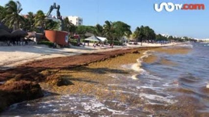 Luis Rubio | Con el sargazo el turismo podría entrar en crisis
