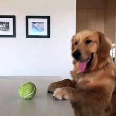 Cet adorable petit chenapan vole une balle de tennis. Regardez !