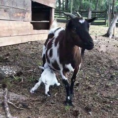 Cette chevre est tres protectrice avec son nouveau né. Trop cute !