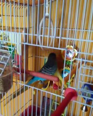 Admirez ce splendide perroquet qui chante dans sa cage !