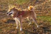 L'Akita Inu : le chien japonais aux allures majestueuses