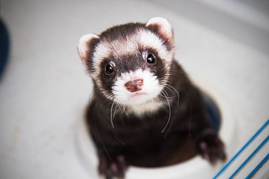 Le furet, le troisième animal de compagnie préféré après le chat et le chien