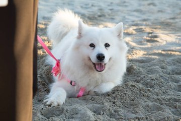 Le Samoyède : un chien aux allures de nounours