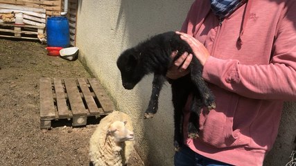 Une naissance à La Basse-cour de Marie