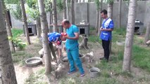 HAYTAP'tan sokak hayvanları için ilaç - BİTLİS