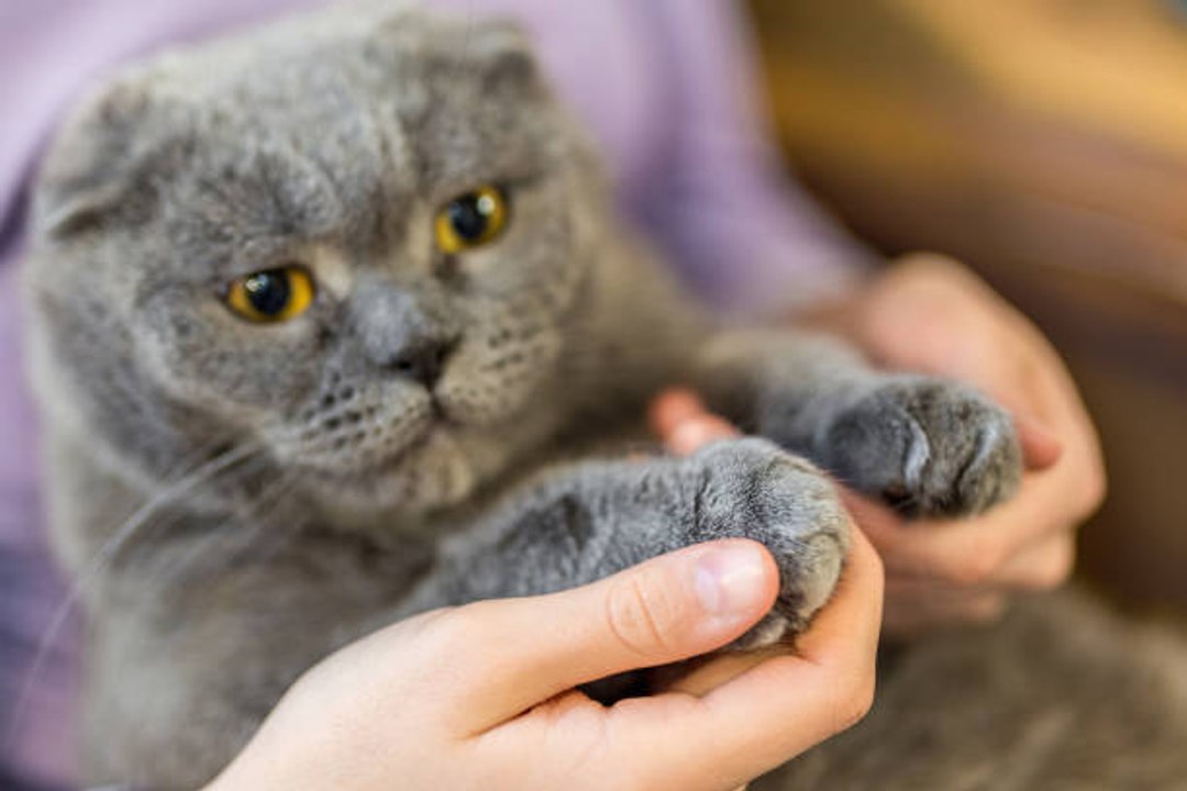 Le dégriffage des chats : une amputation masquée