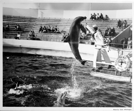 Canada : en route vers l'interdiction de l'élevage et de la captivité des cétacés