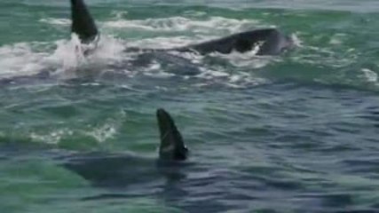 Tecnología y ciencia | Esto podría matar a la mitad de la población de orcas en el mundo
