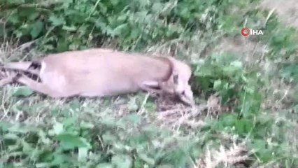 Yüksekova'da silahla vurulan dağ keçisi öldü