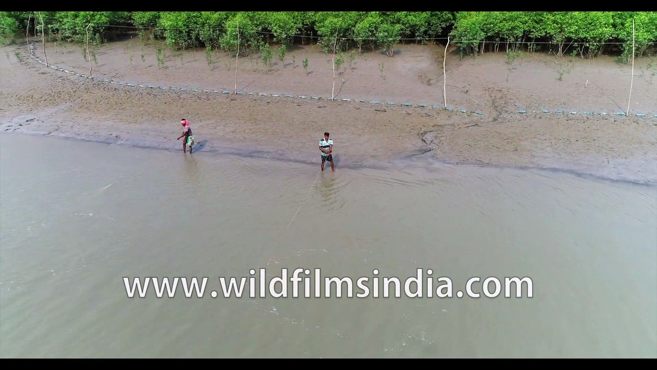 Fishermen fishing in Gomdi river : Aerial view from Sundarbans in West Bengal