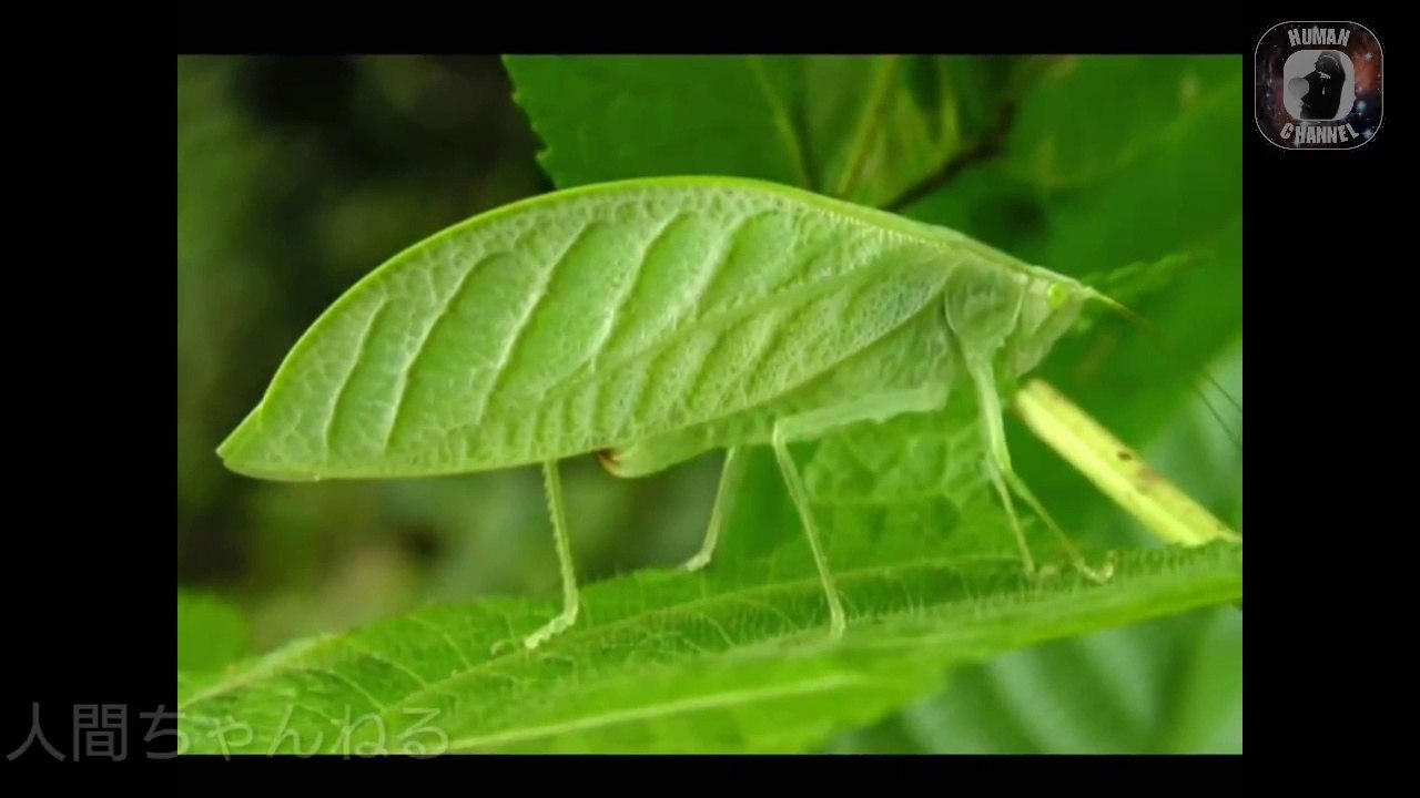 【図鑑】変装の得意な生物15