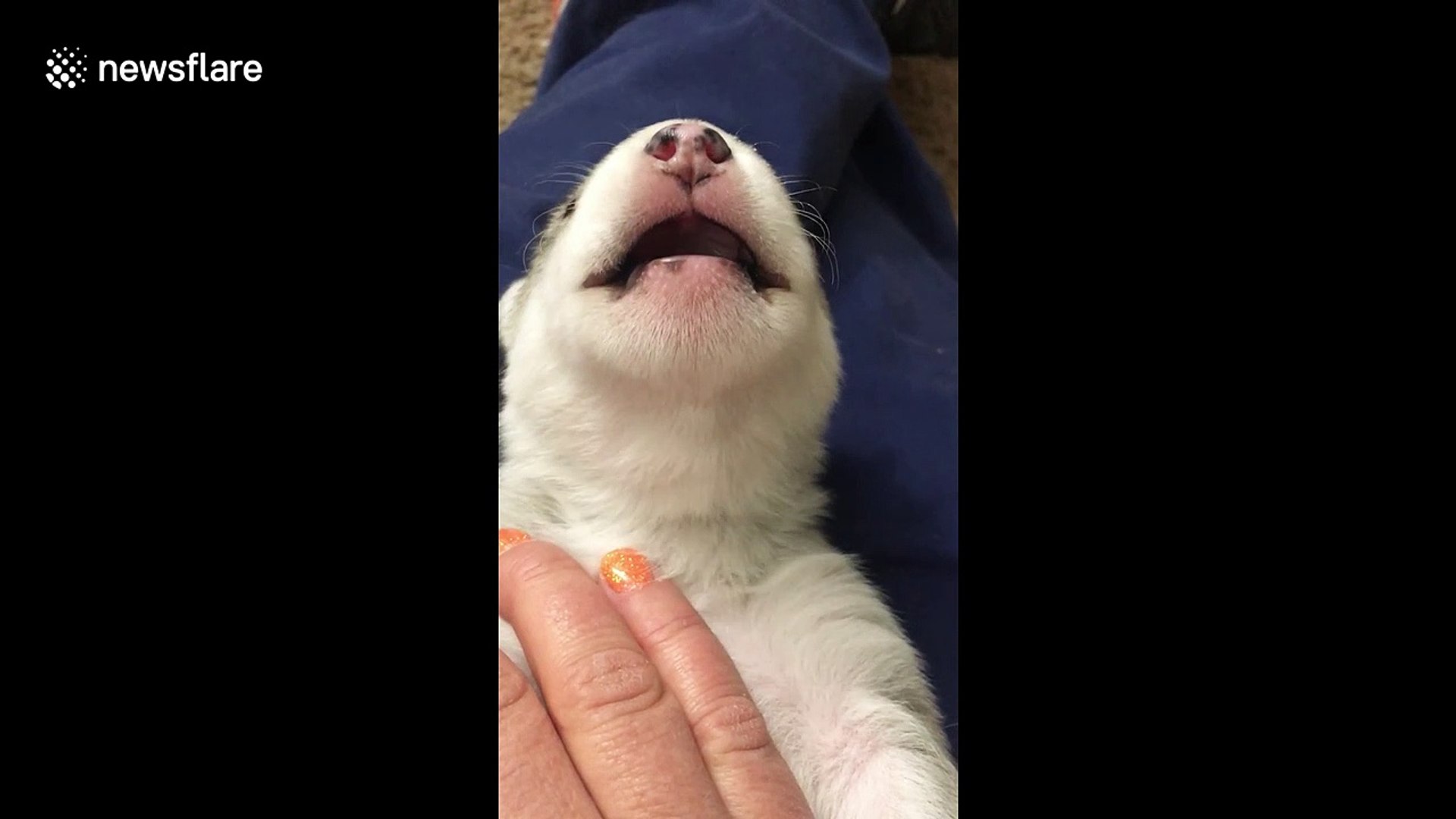 baby husky howling